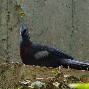 Victoria Crowned Pigeon (Goura victoria)