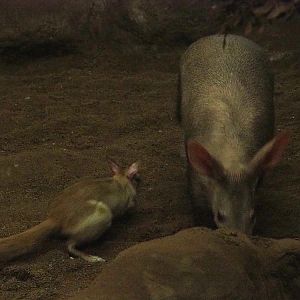 Southern springhare (Pedetes capensis) and Aardvark (Orycteropus afer), 2019-02-19
