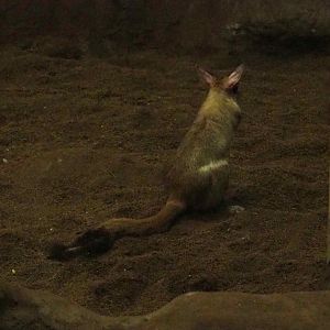 Southern springhare (Pedetes capensis), 2019-06-22