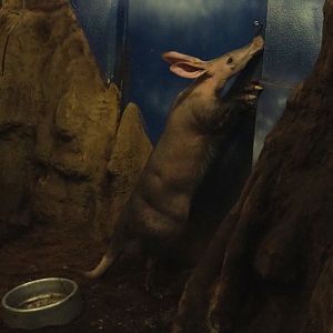 Aardvark (Orycteropus afer), 2019-06-22