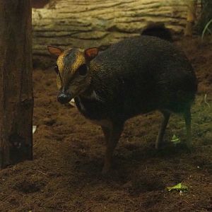 Balabac chevrotain (Tragulus nigricans), 2019-06-22