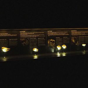 Educational display with skulls in the Nocturama, 2019-06-22