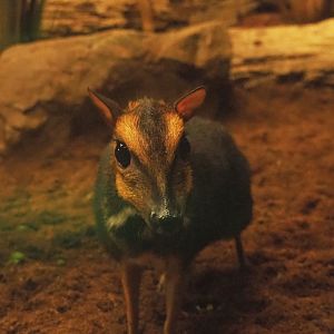 Balabac chevrotain (Tragulus nigricans), 2019-06-22