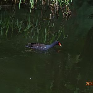 Eurasian Common Moorhen (Gallinula chloropus chloropus)