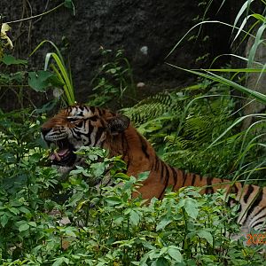 Tiger (Panthera tigris)