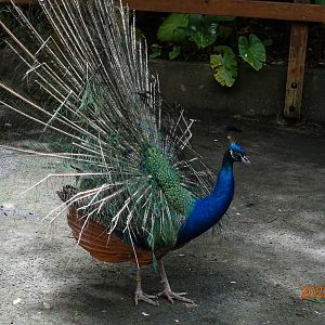 Indian Peafowl (Pavo cristatus)