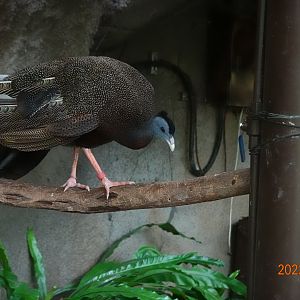 Malaysian Great Argus (Argusianus argus argus)