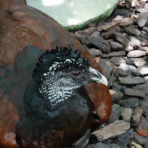 Great Curassow (Crax rubra)