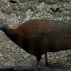 Malaysian Great Argus (Argusianus argus argus)