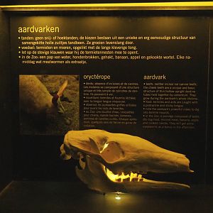 Educational display with skulls in the Nocturama - Aardvark display, 2019-06-22