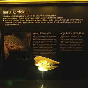 Educational display with skulls in the Nocturama - Large hairy armadillo display, 2019-06-22