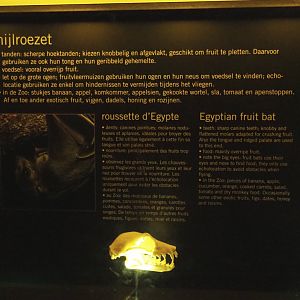 Educational display with skulls in the Nocturama - Egyptian fruit bat display, 2019-06-22