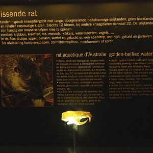 Educational display with skulls in the Nocturama - Rakali display, 2019-06-22