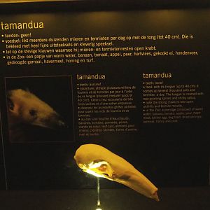 Educational display with skulls in the Nocturama - Tamandua display, 2019-06-22