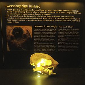 Educational display with skulls in the Nocturama - Two-toed sloth display, 2019-06-22