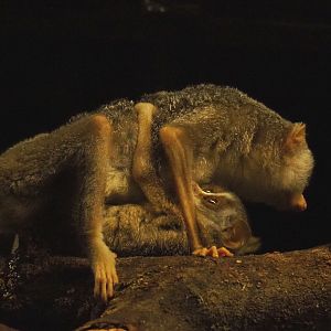 Northern dry zone slender loris (Loris lydekkerianus nordicus) with baby, 2019-06-22