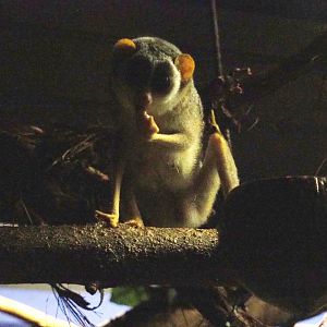 Northern dry zone slender loris (Loris lydekkerianus nordicus), 2019-06-22