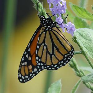 Monarch Butterfly at the Greensboro Science Center