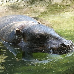 Pygmy Hippo at the Greensboro Science Center