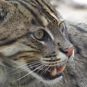 Fishing Cat at the Greensboro Science Center