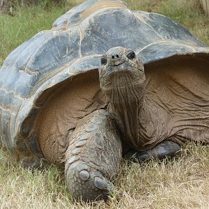 Aldabra Tortoise at the Greensboro Science Center