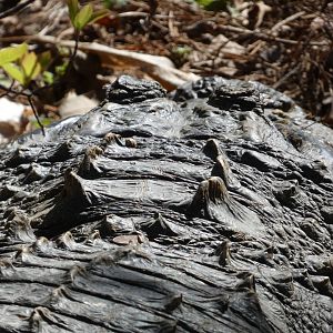 American Alligator at the North Carolina Zoo