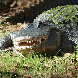 American Alligator at the North Carolina Zoo