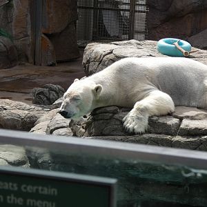 Polar Bear at the North Carolina Zoo
