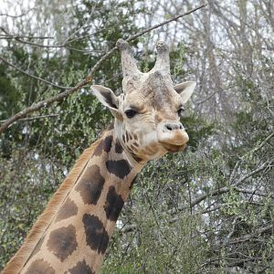 Northern Giraffe at the North Carolina Zoo