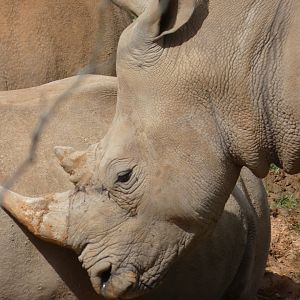 Southern White Rhinoceros at the North Carolina Zoo