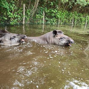 South American tapirs swimming