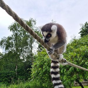 Ring-tailed lemur