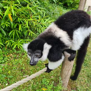 Belted ruffed lemur
