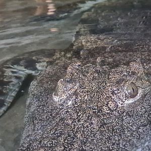 Nile crocodile - eye detail