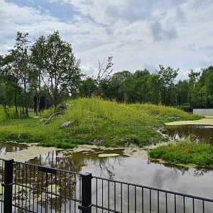 Second amur tiger enclosure