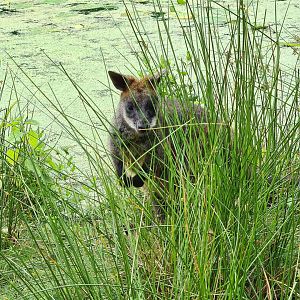 Swamp wallaby