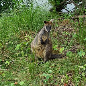 Swamp wallaby