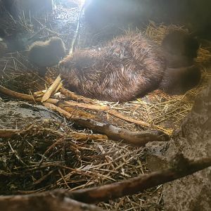 Baby beavers!
