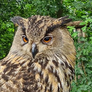 Eurasian eagle-owl