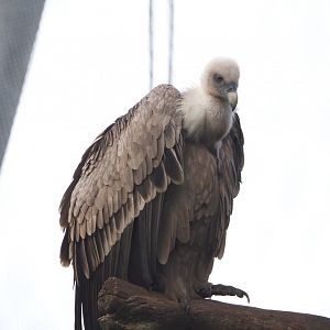 Western eurasian griffon vulture (Gyps fulvus fulvus), 2021-11-23