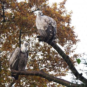 Western eurasian griffon vultures (Gyps fulvus fulvus), 2021-11-23