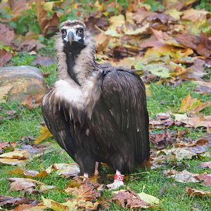 Cinereous vulture (Aegypius monachus), 2021-11-23