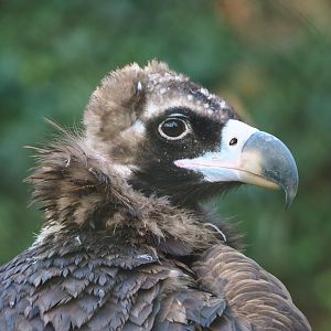 Cinereous vulture (Aegypius monachus), 2021-11-23