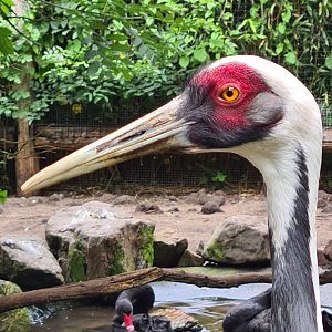 White-naped crane