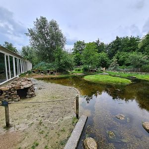 African penguin & Flying steamer duck enclosure