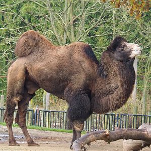 Bactrian camel (Camelus bactrianus), 2021-11-23