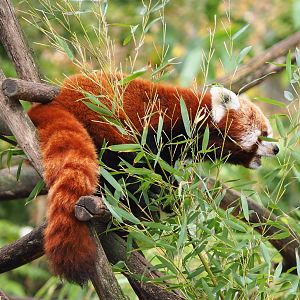 Nepalese red panda (Ailurus fulgens), 2021-11-23