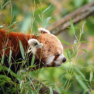 Nepalese red panda (Ailurus fulgens), 2021-11-23