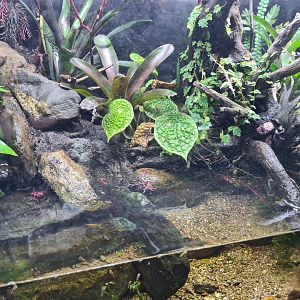 Blue vampire crab and Yellow fire shrimp paludarium