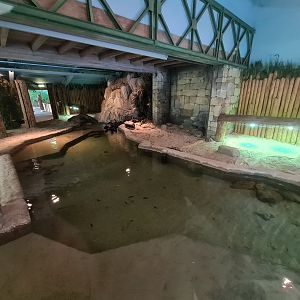 Nile crocodile enclosure